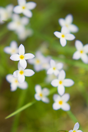 Bluets
