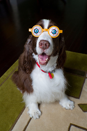 Dog with silly glasses