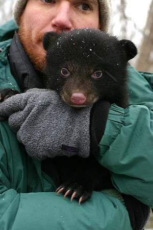 black bear cub