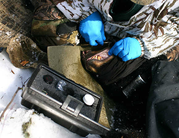 Black bear getting tattooed