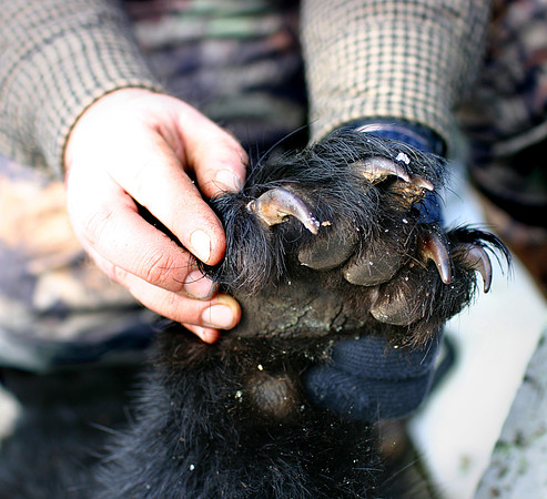 Black bear claws