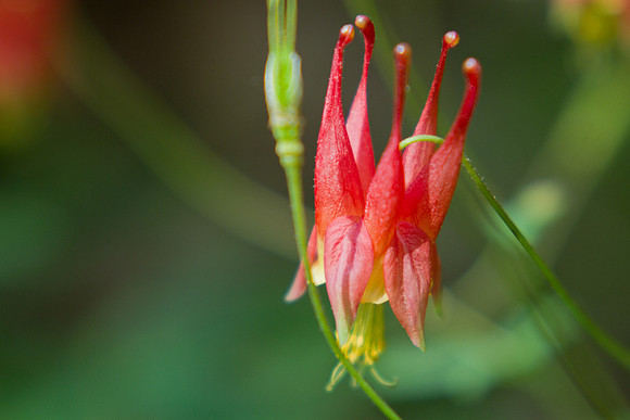Columbine