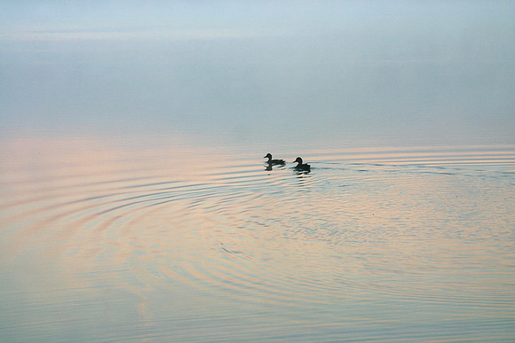 Ducks at Dawn