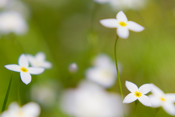 Bluets