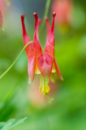 Columbine