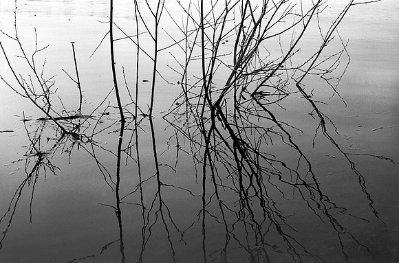 Reeds in water silhouette
