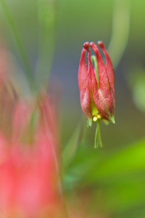 Columbine