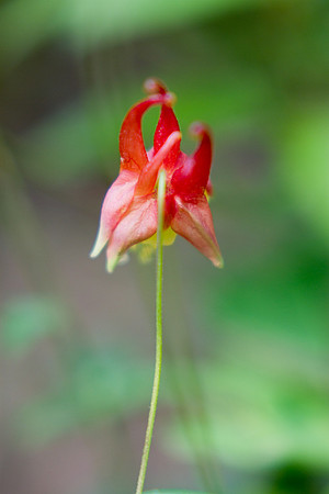 Columbine