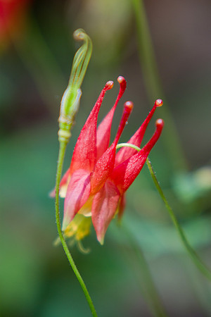 Columbine