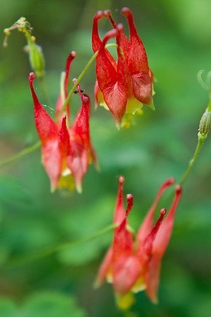 Columbine