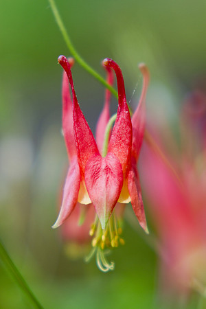 Columbine