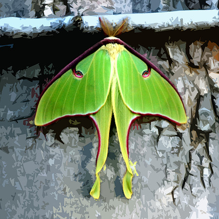 Luna butterfly