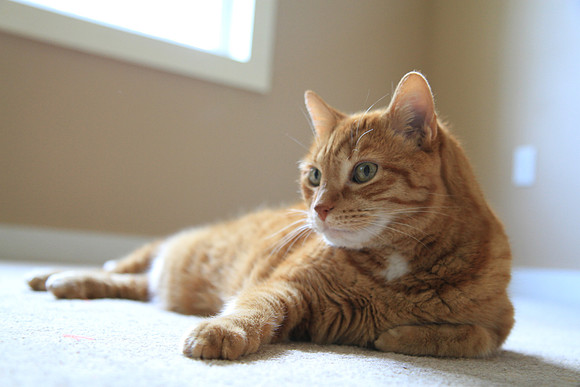 Orange tabby cat portrait