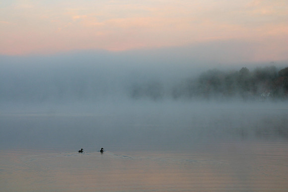 Ducks on Fairview