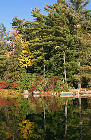 Foliage on Fairview