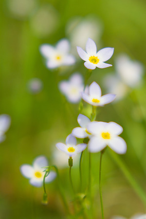 Bluets