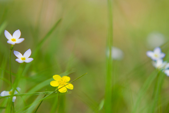 Bluets