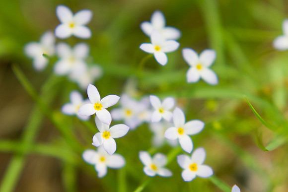 Bluets