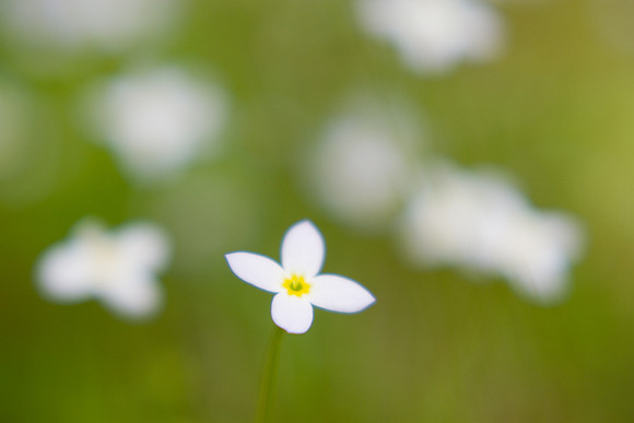 Bluets