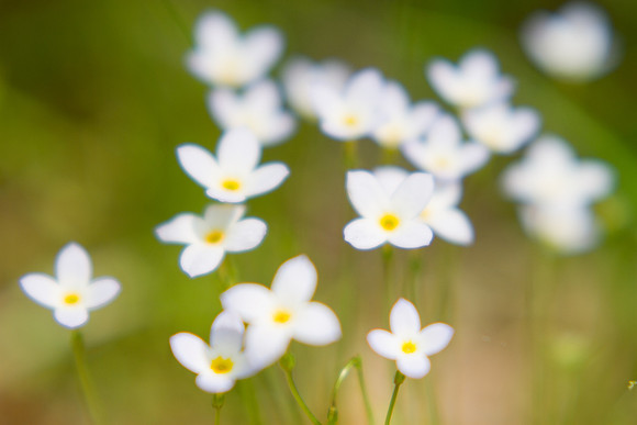 Bluets