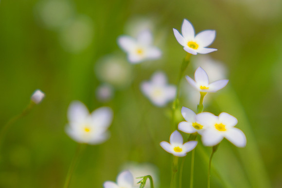 Bluets